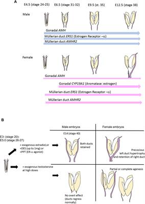 Mini review: Asymmetric Müllerian duct development in the chicken embryo